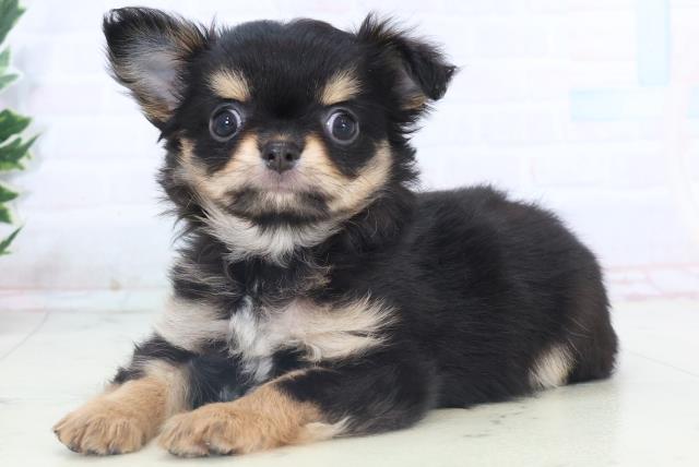 高知県のチワワ(ロング) (Coo&RIKU高知御座店/2025年11月9日生まれ/女の子/ブラックタン)の子犬の3枚目の画像