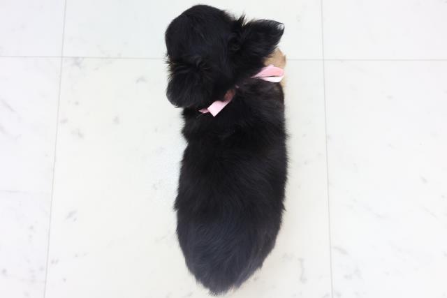 高知県のチワワ(ロング) (Coo&RIKU高知御座店/2025年11月9日生まれ/女の子/ブラックタン)の子犬の4枚目の画像
