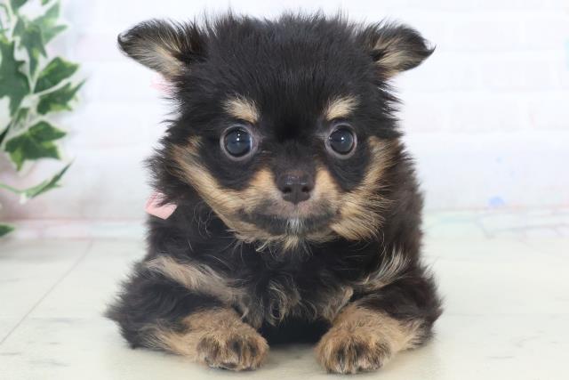 長崎県のチワワ(ロング) (Coo&RIKU長崎佐世保店/2025年11月9日生まれ/女の子/ブラックタン)の子犬の1枚目の画像