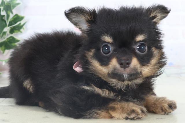 長崎県のチワワ(ロング) (Coo&RIKU長崎佐世保店/2025年11月9日生まれ/女の子/ブラックタン)の子犬の2枚目の画像