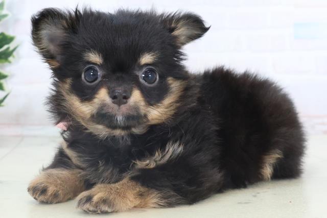 長崎県のチワワ(ロング) (Coo&RIKU長崎佐世保店/2025年11月9日生まれ/女の子/ブラックタン)の子犬の3枚目の画像