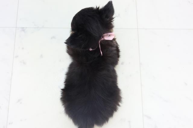 長崎県のチワワ(ロング) (Coo&RIKU長崎佐世保店/2025年11月9日生まれ/女の子/ブラックタン)の子犬の4枚目の画像