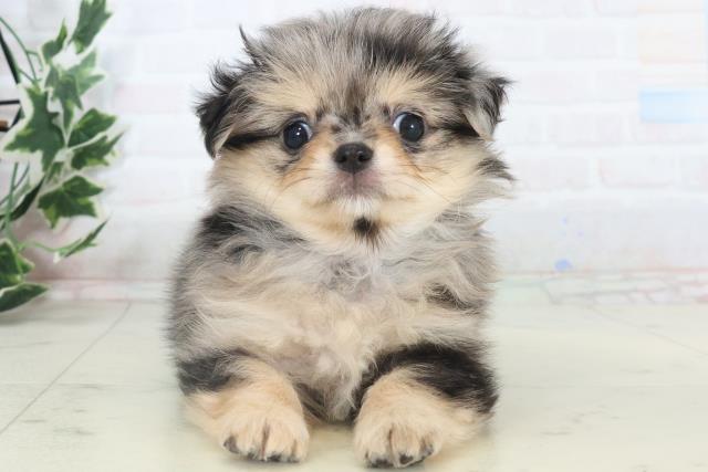 福岡県のチワワ(ロング) (Coo&RIKUフォレストシティ春日店/2025年11月9日生まれ/女の子/ブルーマール)の子犬の1枚目の画像