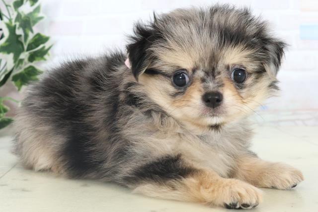 福岡県のチワワ(ロング) (Coo&RIKUフォレストシティ春日店/2025年11月9日生まれ/女の子/ブルーマール)の子犬の2枚目の画像