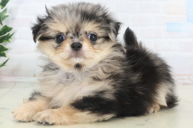 福岡県のチワワ(ロング) (Coo&RIKUフォレストシティ春日店/2025年11月9日生まれ/女の子/ブルーマール)の子犬の3枚目の画像