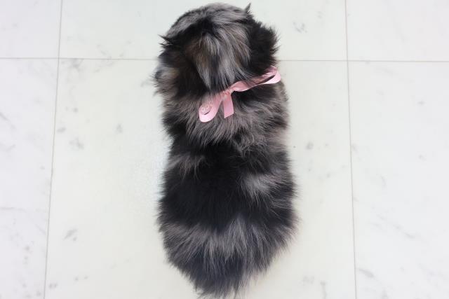 福岡県のチワワ(ロング) (Coo&RIKUフォレストシティ春日店/2025年11月9日生まれ/女の子/ブルーマール)の子犬の4枚目の画像