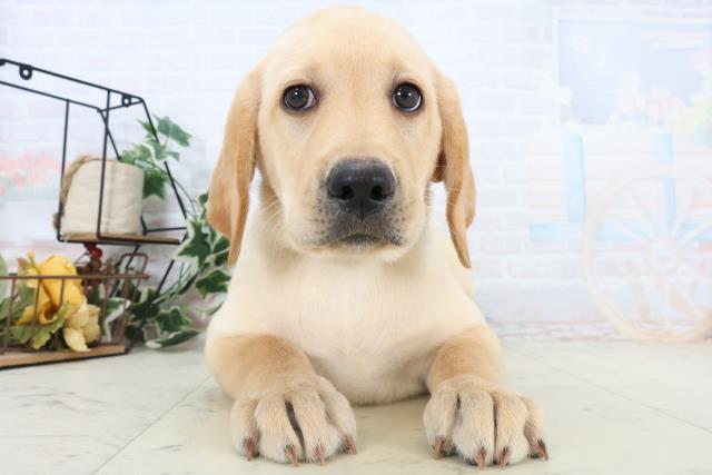 沖縄県のラブラドールレトリーバー (Coo&RIKU沖縄浦添店/2025年10月23日生まれ/男の子/イエロー)の子犬