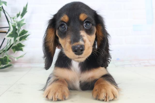 山口県のミニチュアダックスフンド(ロング) (Coo&RIKUシーモール下関店/2025年10月27日生まれ/女の子/シルバーダップル)の子犬の1枚目の画像