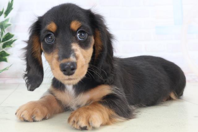 山口県のミニチュアダックスフンド(ロング) (Coo&RIKUシーモール下関店/2025年10月27日生まれ/女の子/シルバーダップル)の子犬の3枚目の画像