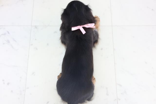 山口県のミニチュアダックスフンド(ロング) (Coo&RIKUシーモール下関店/2025年10月27日生まれ/女の子/シルバーダップル)の子犬の4枚目の画像