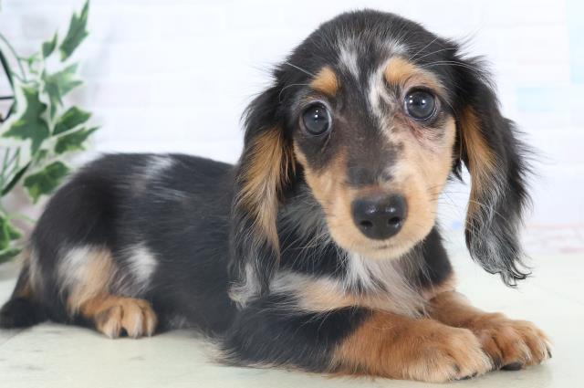 山口県のミニチュアダックスフンド(ロング) (Coo&RIKUサンパークあじす店/2025年10月27日生まれ/女の子/シルバーダップル)の子犬の2枚目の画像