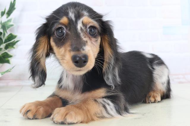 山口県のミニチュアダックスフンド(ロング) (Coo&RIKUサンパークあじす店/2025年10月27日生まれ/女の子/シルバーダップル)の子犬の3枚目の画像