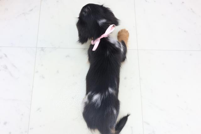 山口県のミニチュアダックスフンド(ロング) (Coo&RIKUサンパークあじす店/2025年10月27日生まれ/女の子/シルバーダップル)の子犬の4枚目の画像