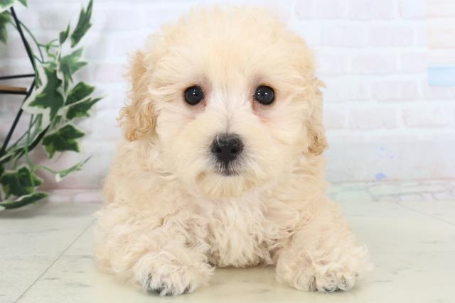 長崎県のトイプードル(トイ) (Coo&RIKU大村店/2025年10月30日生まれ/男の子/ペールフォーン)の子犬の1枚目の画像