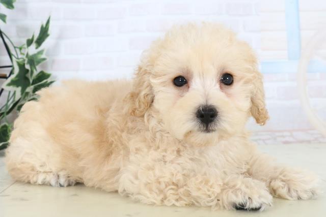 長崎県のトイプードル(トイ) (Coo&RIKU大村店/2025年10月30日生まれ/男の子/ペールフォーン)の子犬の2枚目の画像