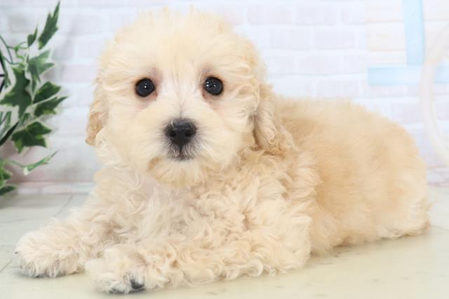 長崎県のトイプードル(トイ) (Coo&RIKU大村店/2025年10月30日生まれ/男の子/ペールフォーン)の子犬の3枚目の画像