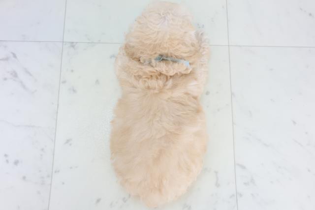 長崎県のトイプードル(トイ) (Coo&RIKU大村店/2025年10月30日生まれ/男の子/ペールフォーン)の子犬の4枚目の画像