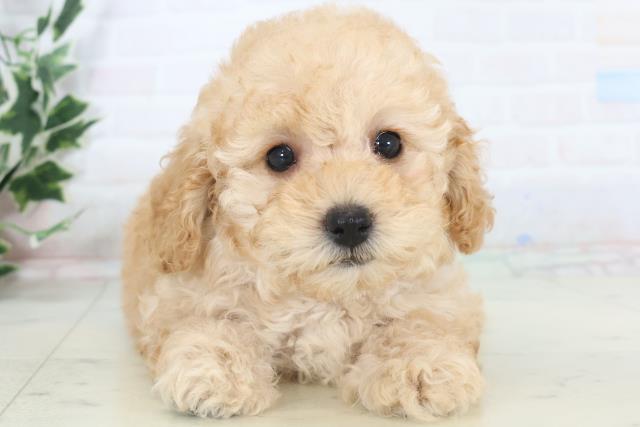 福岡県のトイプードル(トイ) (Coo&RIKU久留米店/2025年10月30日生まれ/女の子/ペールフォーン)の子犬の1枚目の画像