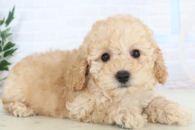 福岡県のトイプードル(トイ) (Coo&RIKU久留米店/2025年10月30日生まれ/女の子/ペールフォーン)の子犬の2枚目の画像