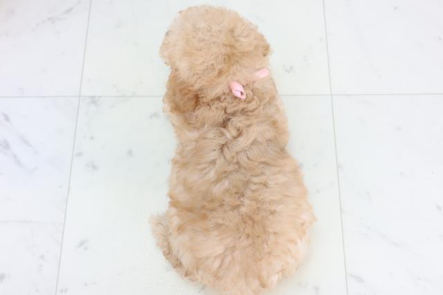 福岡県のトイプードル(トイ) (Coo&RIKU久留米店/2025年10月30日生まれ/女の子/ペールフォーン)の子犬の4枚目の画像