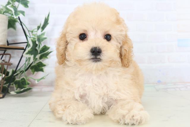 熊本県のトイプードル(トイ) (Coo&RIKU熊本店/2025年10月30日生まれ/女の子/ペールフォーン)の子犬の1枚目の画像