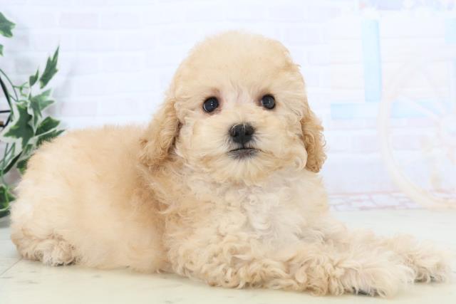 熊本県のトイプードル(トイ) (Coo&RIKU熊本店/2025年10月30日生まれ/女の子/ペールフォーン)の子犬の2枚目の画像