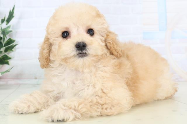 熊本県のトイプードル(トイ) (Coo&RIKU熊本店/2025年10月30日生まれ/女の子/ペールフォーン)の子犬の3枚目の画像