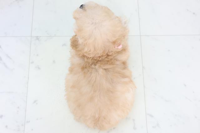 熊本県のトイプードル(トイ) (Coo&RIKU熊本店/2025年10月30日生まれ/女の子/ペールフォーン)の子犬の4枚目の画像