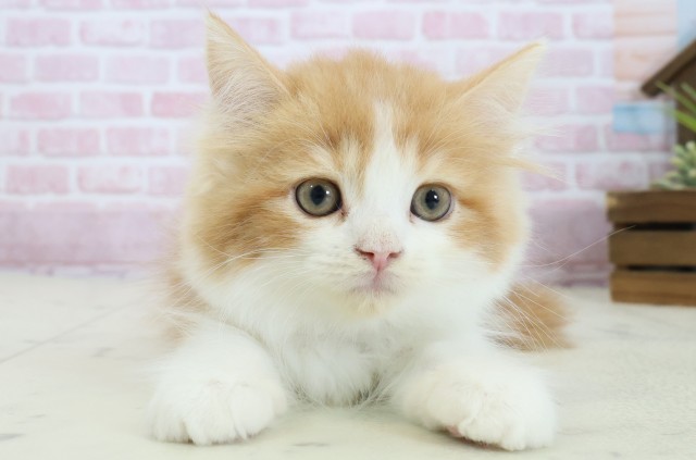 福岡県のラガマフィン (Coo&RIKUゆめタウン飯塚店/2025年11月2日生まれ/男の子/レッドタビーホワイト)の子猫