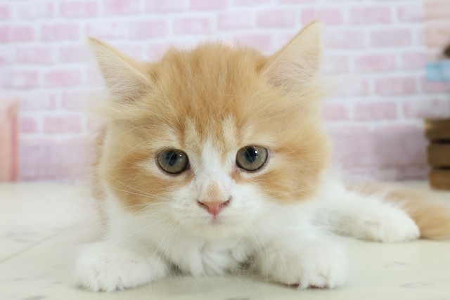 福岡県のラガマフィン (Coo&RIKUフォレストシティ春日店/2025年11月2日生まれ/女の子/レッドタビーホワイト)の子猫