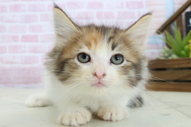 徳島県のノルウェージャンフォレストキャット (Coo&RIKU徳島店/2025年11月5日生まれ/女の子/トービーホワイト)の子猫の1枚目の画像