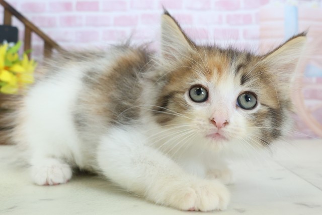 徳島県のノルウェージャンフォレストキャット (Coo&RIKU徳島店/2025年11月5日生まれ/女の子/トービーホワイト)の子猫の2枚目の画像