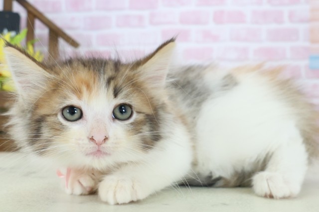 徳島県のノルウェージャンフォレストキャット (Coo&RIKU徳島店/2025年11月5日生まれ/女の子/トービーホワイト)の子猫の3枚目の画像