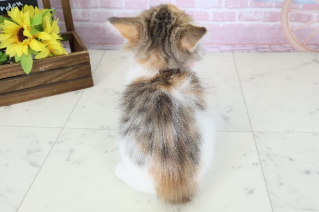 徳島県のノルウェージャンフォレストキャット (Coo&RIKU徳島店/2025年11月5日生まれ/女の子/トービーホワイト)の子猫の4枚目の画像