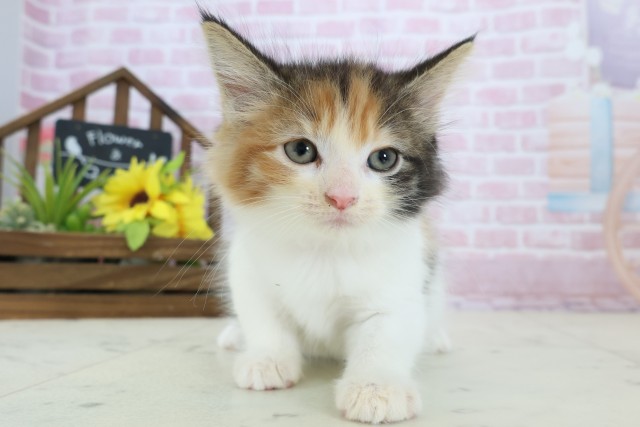 福岡県のノルウェージャンフォレストキャット (Coo&RIKU黒崎店/2025年11月5日生まれ/女の子/トービーホワイト)の子猫