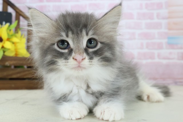 福岡県のノルウェージャンフォレストキャット (Coo&RIKU行橋店/2025年11月3日生まれ/女の子/ブルータビーホワイト)の子猫の1枚目の画像