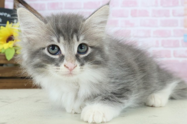 福岡県のノルウェージャンフォレストキャット (Coo&RIKU行橋店/2025年11月3日生まれ/女の子/ブルータビーホワイト)の子猫の3枚目の画像