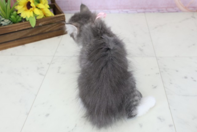 福岡県のノルウェージャンフォレストキャット (Coo&RIKU行橋店/2025年11月3日生まれ/女の子/ブルータビーホワイト)の子猫の4枚目の画像