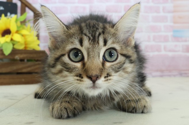 愛媛県のサイベリアン (Coo&RIKUイオンタウン川之江店/2025年10月12日生まれ/女の子/ブラウンタビー)の子猫の1枚目の画像