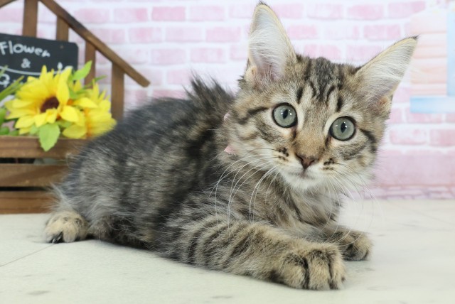 愛媛県のサイベリアン (Coo&RIKUイオンタウン川之江店/2025年10月12日生まれ/女の子/ブラウンタビー)の子猫の2枚目の画像