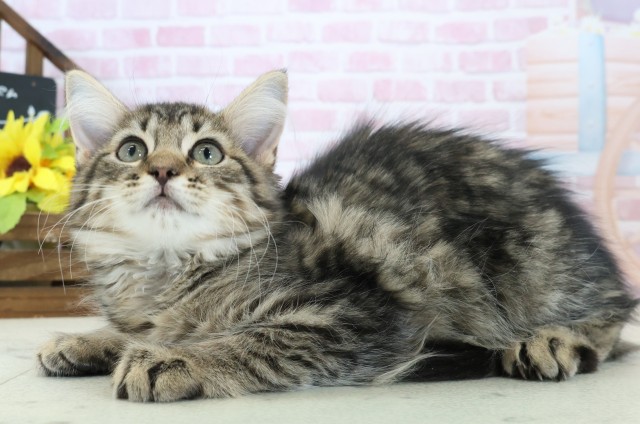 愛媛県のサイベリアン (Coo&RIKUイオンタウン川之江店/2025年10月12日生まれ/女の子/ブラウンタビー)の子猫の3枚目の画像