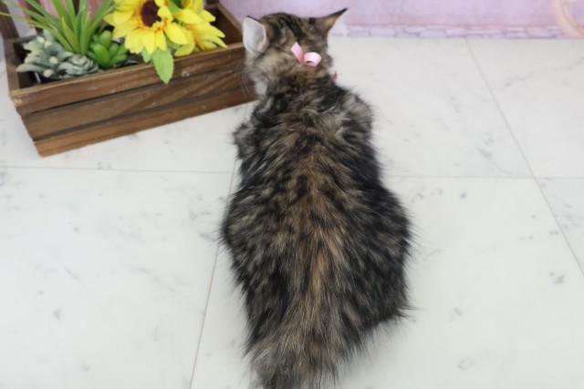 愛媛県のサイベリアン (Coo&RIKUイオンタウン川之江店/2025年10月12日生まれ/女の子/ブラウンタビー)の子猫の4枚目の画像