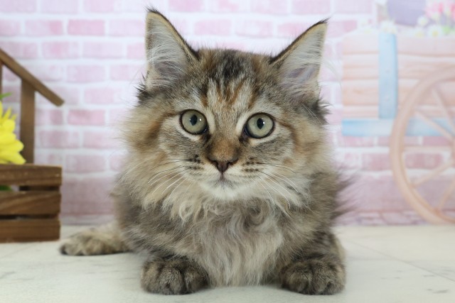 熊本県のサイベリアン (Coo&RIKU熊本店/2025年9月26日生まれ/女の子/ブラウンパッチドタビー)の子猫