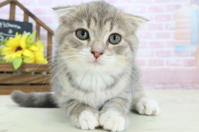 福岡県のスコティッシュフォールド (Coo&RIKUゆめタウン飯塚店/2025年10月16日生まれ/男の子/ブルータビーホワイト)の子猫