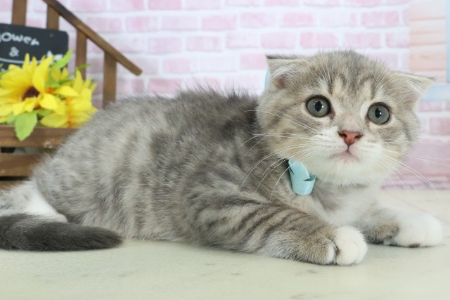 福岡県のスコティッシュフォールド (Coo&RIKUゆめタウン飯塚店/2025年10月16日生まれ/男の子/ブルータビーホワイト)の子猫の2枚目の画像