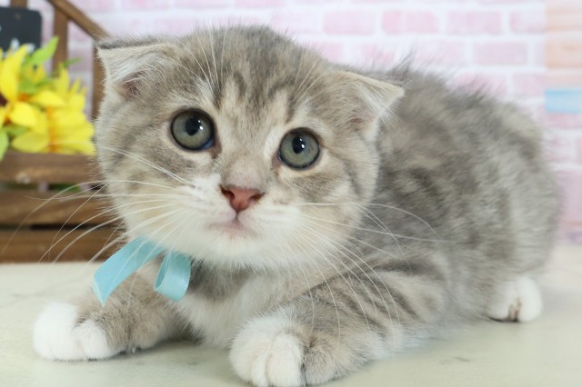 福岡県のスコティッシュフォールド (Coo&RIKUゆめタウン飯塚店/2025年10月16日生まれ/男の子/ブルータビーホワイト)の子猫の3枚目の画像