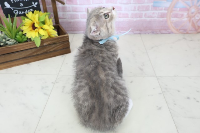 福岡県のスコティッシュフォールド (Coo&RIKUゆめタウン飯塚店/2025年10月16日生まれ/男の子/ブルータビーホワイト)の子猫の4枚目の画像