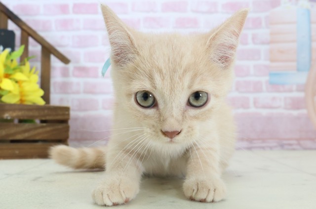 愛媛県のミヌエット (Coo&RIKUイオンタウン川之江店/2025年10月22日生まれ/男の子/クリームタビー)の子猫の1枚目の画像