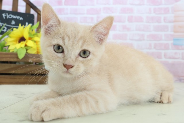 愛媛県のミヌエット (Coo&RIKUイオンタウン川之江店/2025年10月22日生まれ/男の子/クリームタビー)の子猫の3枚目の画像