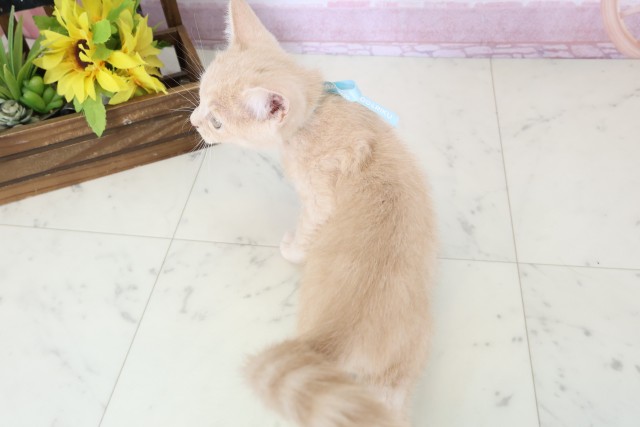 愛媛県のミヌエット (Coo&RIKUイオンタウン川之江店/2025年10月22日生まれ/男の子/クリームタビー)の子猫の4枚目の画像